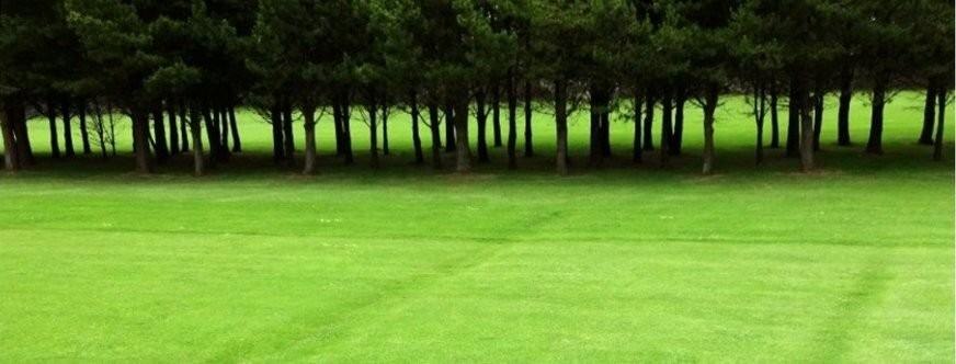 A dense, tightly-packed row of trees competing for light