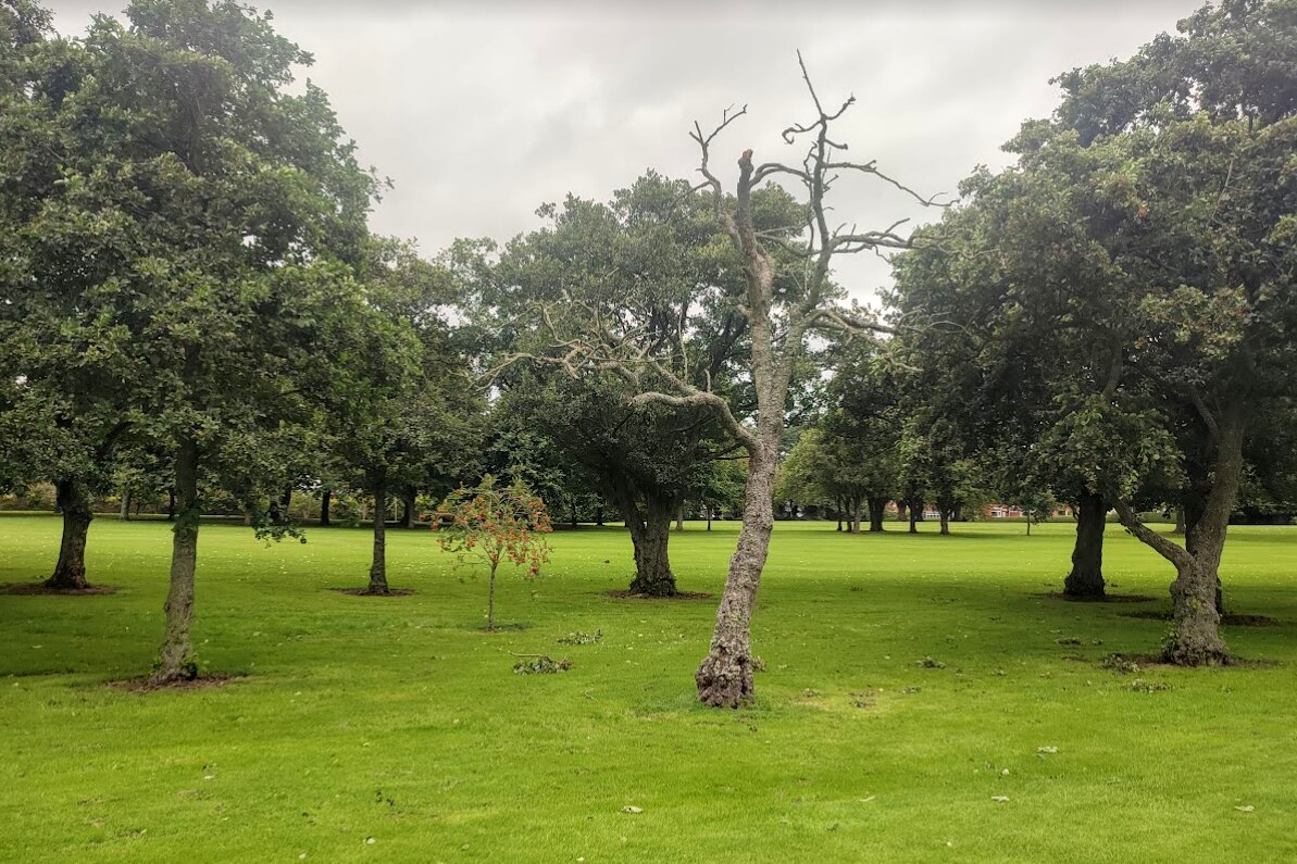 A dead tree among healthy ones