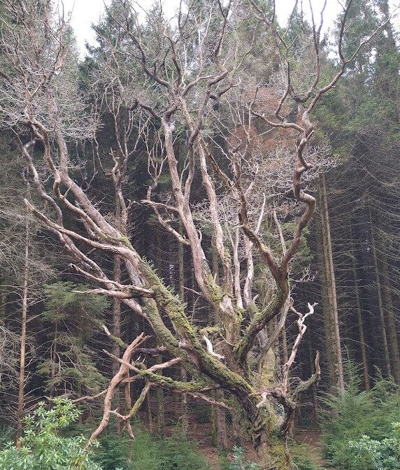 Deadwood retained in situ