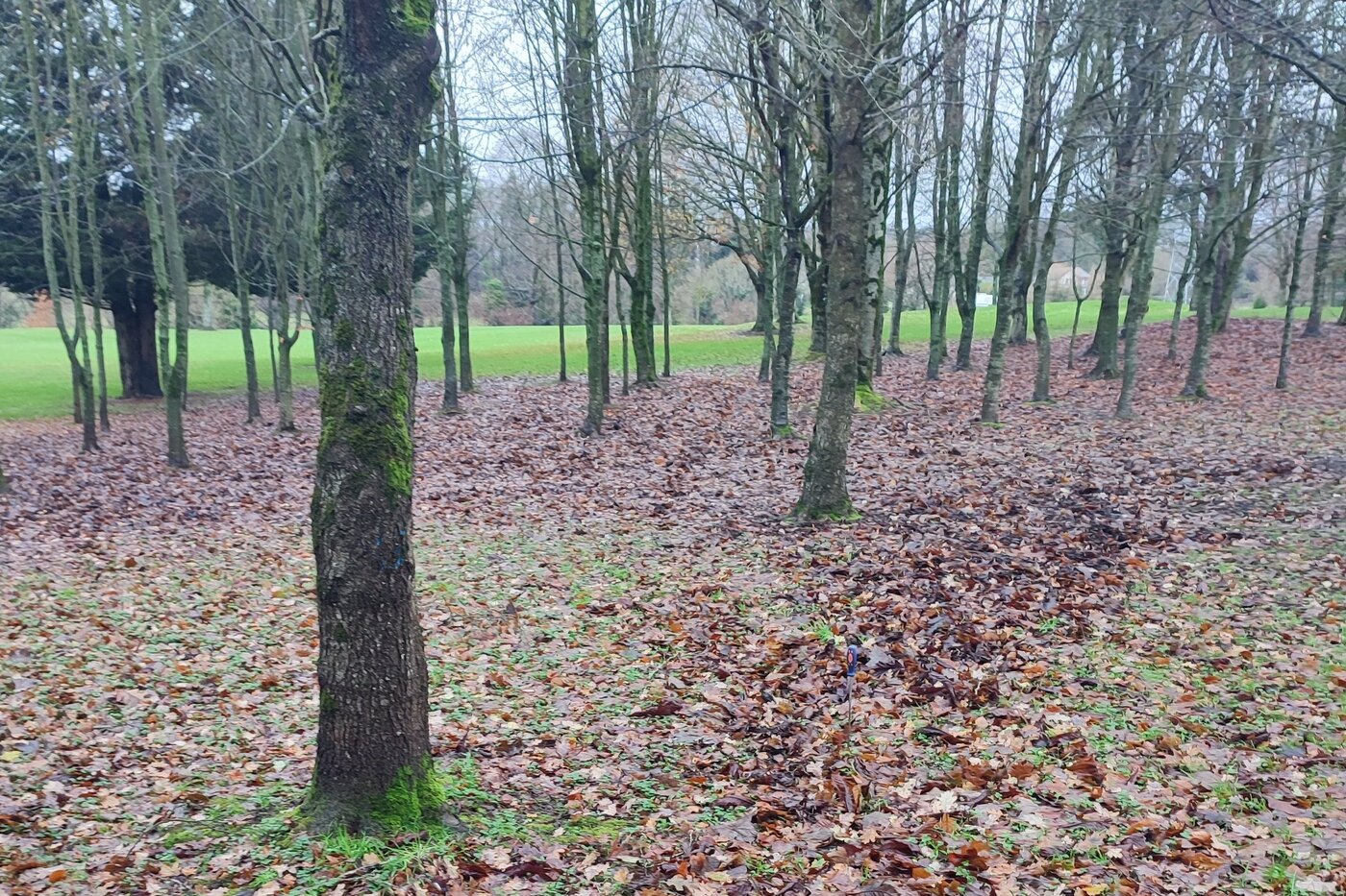 Dense trees with a thick carpet of fallen leaves underfoot are a headache