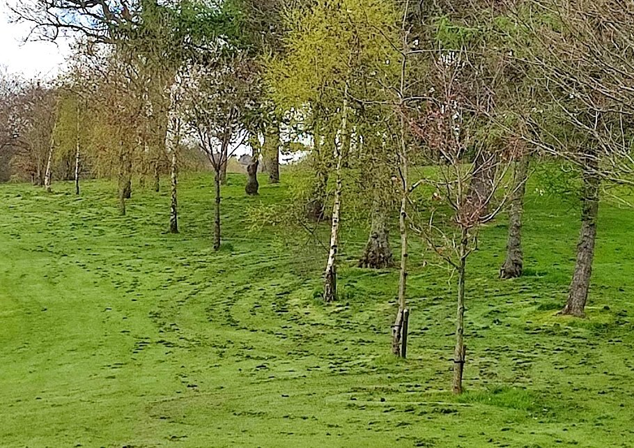 Mower ruts churned into wet clay turf around closely spaced trees