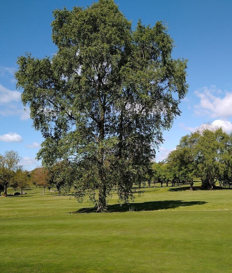 A mature, well-formed silver birch on open turf