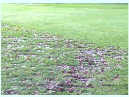 Fallen leaves trapped and decomposing in the rough just yards from the fairway